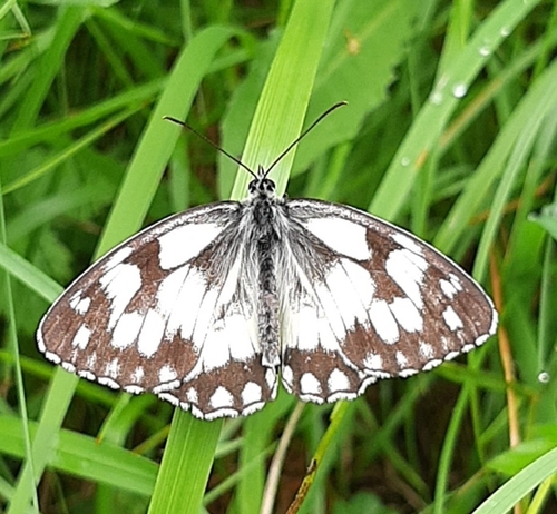 Marbled White