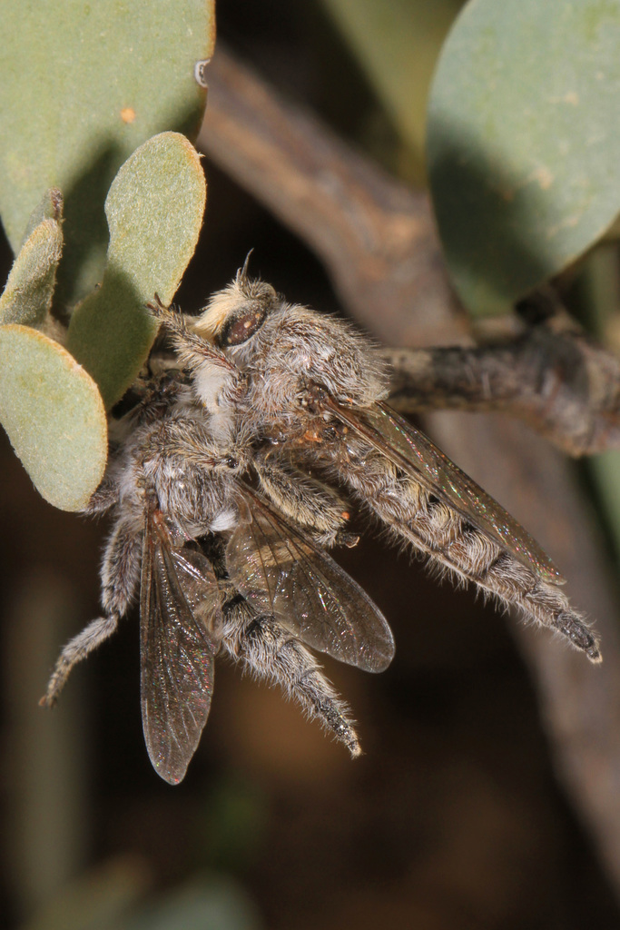 Sonoran Lion Fly