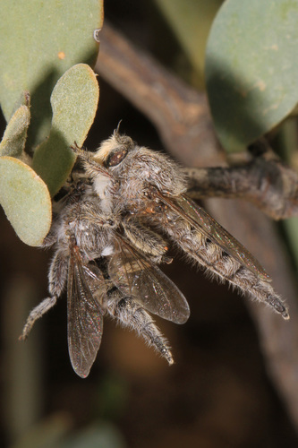 Sonoran Lion Fly