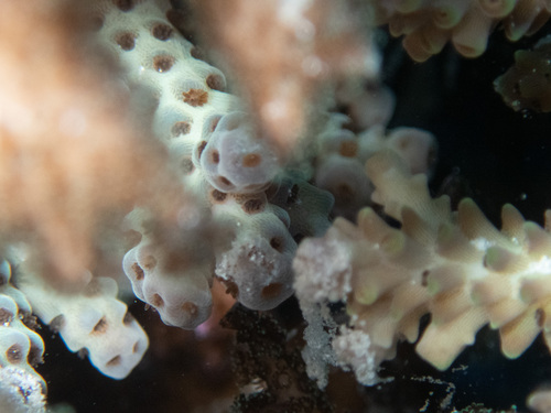 Acropora sarmentosa observed 2026-06-07