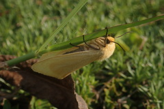 Saenura flava