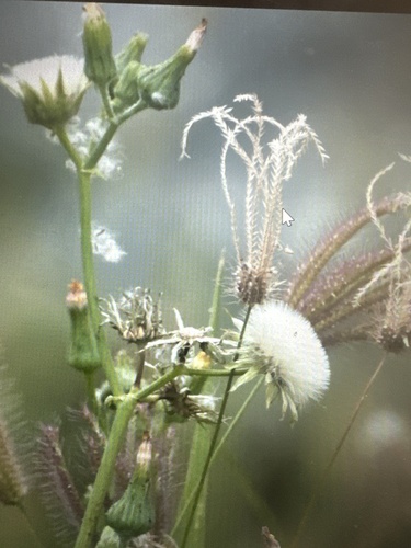 windmill grasses