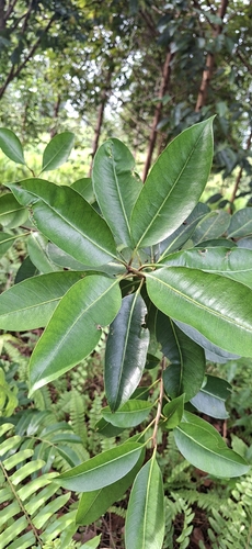 Payena observed 2026-06-09