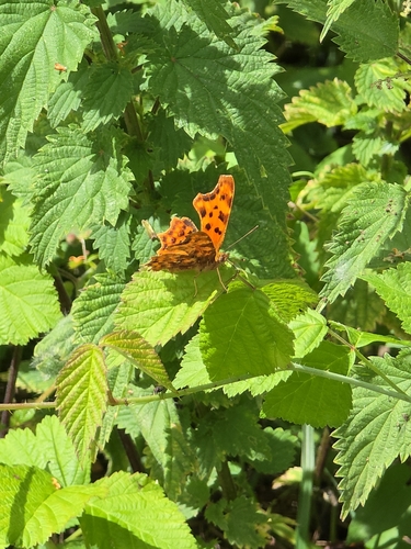 European Comma