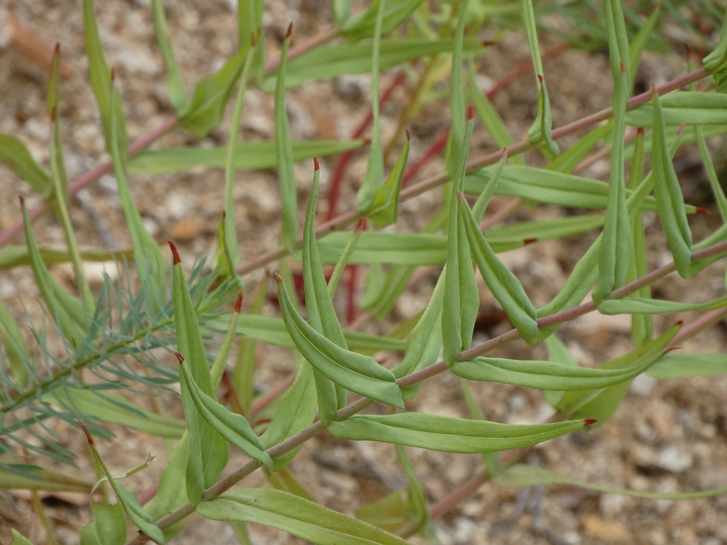 Hypericum rochelii