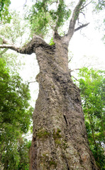 Afrocarpus falcatus