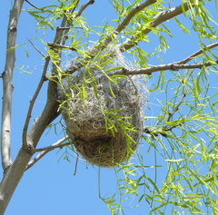 Auriparus flaviceps