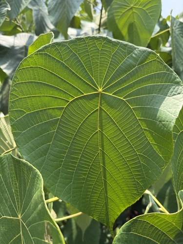 Macaranga peltata, photograph 1