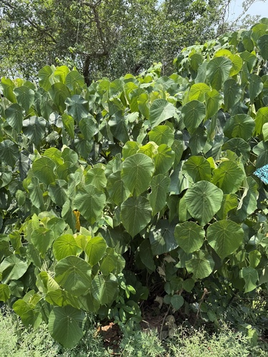 Macaranga peltata, photograph 2