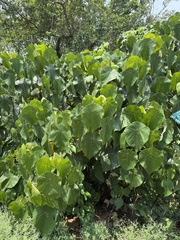 Macaranga peltata, photograph (c) Swarochi Tathagath, some rights reserved (CC BY)
