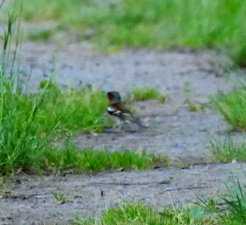 Common Chaffinch