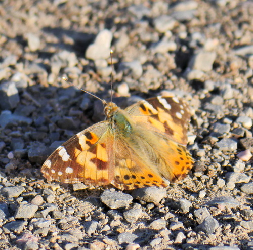 Painted Lady
