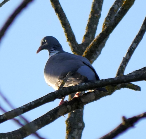 Common Wood-Pigeon
