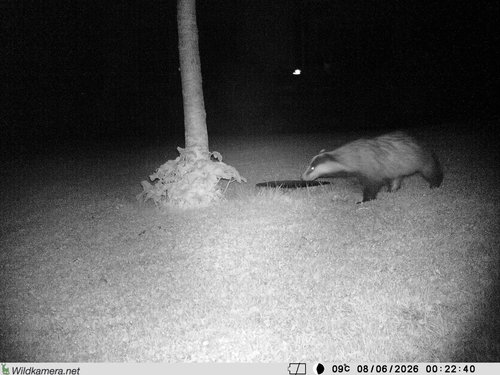 European Badger