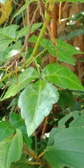 Eleutherococcus trifoliatus setosus
