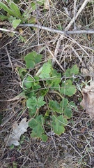 Ranunculus constantinopolitanus