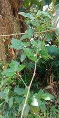 Eleutherococcus trifoliatus setosus