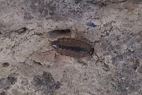 Common Striped Woodlouse