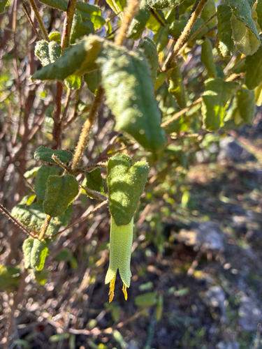 Common Correa