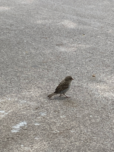 House Sparrow