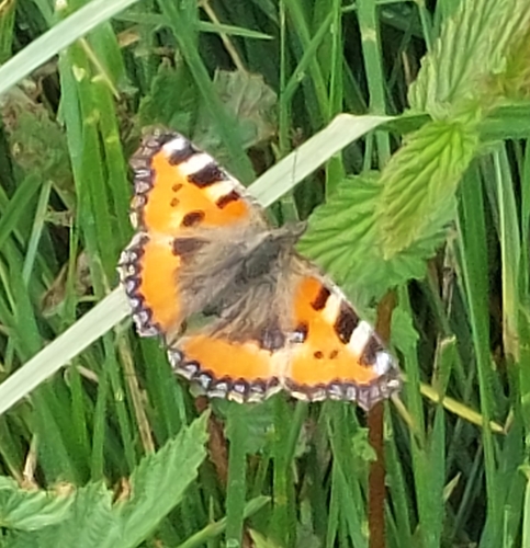 Small Tortoiseshell