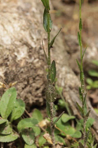 Arabis sagittata