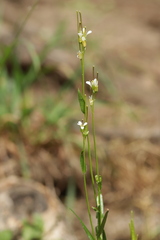(c) Björn Sothmann, some rights reserved (CC BY-SA) Arabis sagittata, photograph (c) Björn Sothmann, some rights reserved (CC BY-SA)