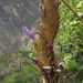 Tillandsia harmsiana - Photo (c) danplant, some rights reserved (CC BY-NC), uploaded by danplant