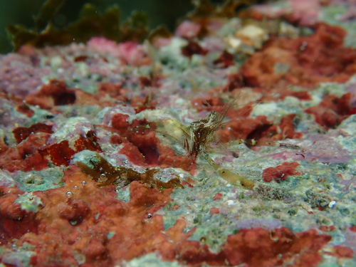 Periclimenella spinifera observed 2026-05-29