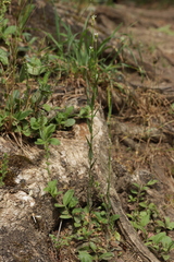 (c) Björn Sothmann, some rights reserved (CC BY-SA) Arabis sagittata, photograph (c) Björn Sothmann, some rights reserved (CC BY-SA)