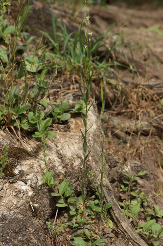Arabis sagittata, photograph 4