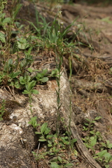 (c) Björn Sothmann, some rights reserved (CC BY-SA) Arabis sagittata, photograph (c) Björn Sothmann, some rights reserved (CC BY-SA)