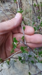Ribes cereum
