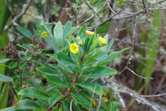 Columellia oblonga