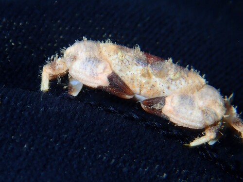 Xanthias lamarckii observed 2026-05-29