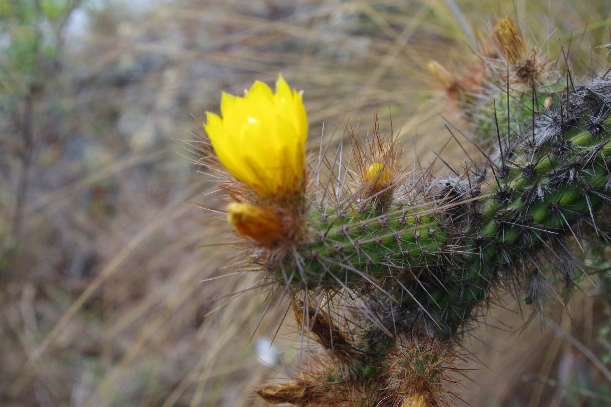 Corryocactus chachapoyensis