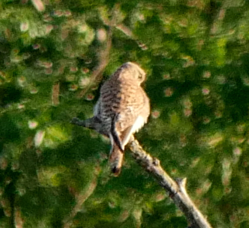 Eurasian Kestrel