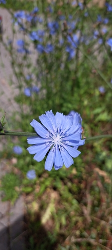chicory
