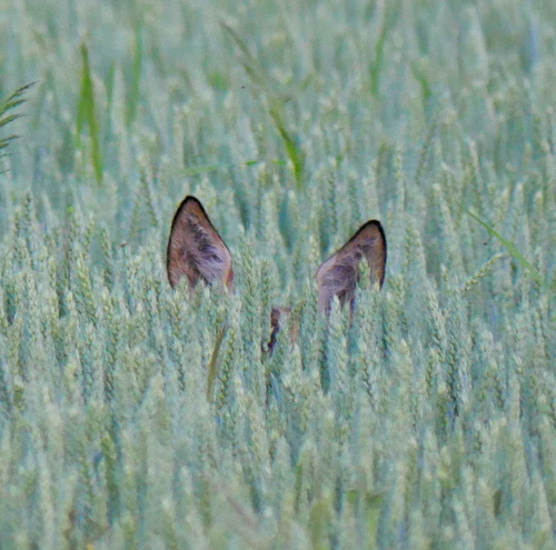 Western Roe Deer