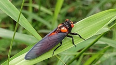 Scieroptera formosana