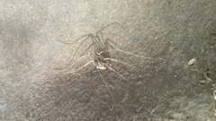Protolophus