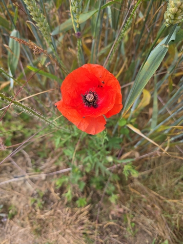 common poppy