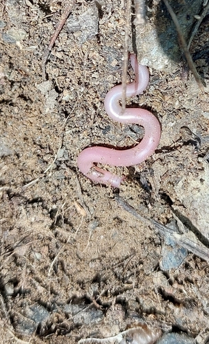 Eurasian Blind Snake