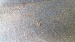 Protolophus