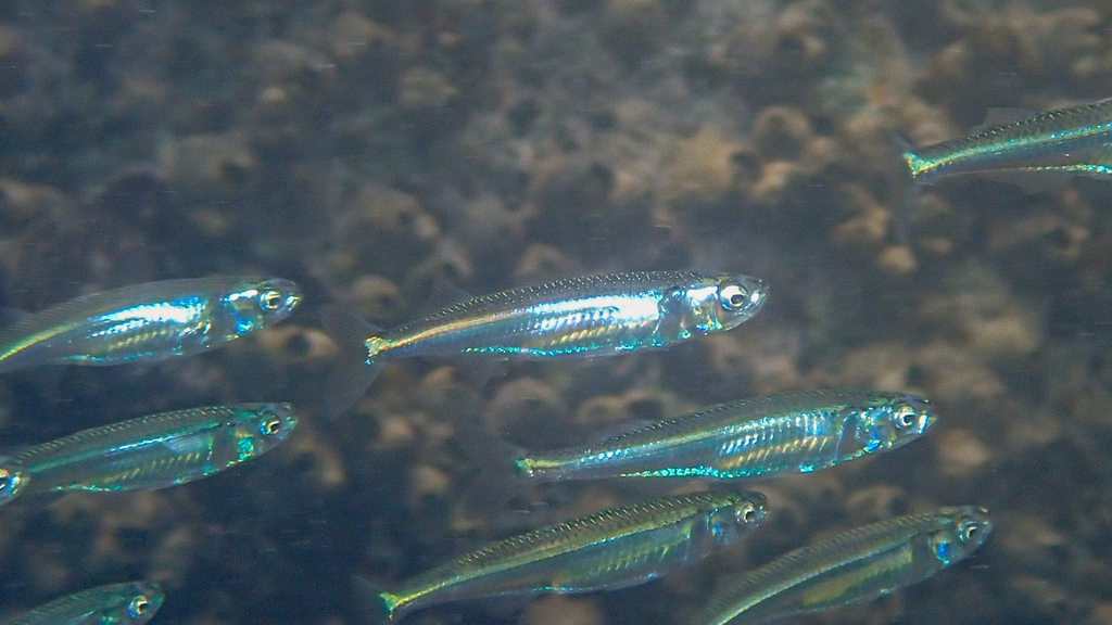 Bearded hardyhead (Atherion elymus) — Atherinidae