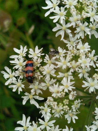 Bee-eating Beetle