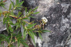 Mitracarpus frigidus