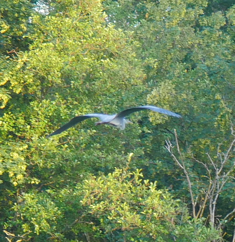 Grey Heron
