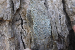 Alyxoria varia