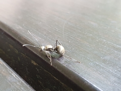 Polyrhachis illaudata